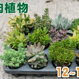 多肉植物 おまかせ アソートセット 12 ～ 15種類 観葉植物 インテリア おしゃれ 植物 室内 丈夫 長持ち 愛知 南知多