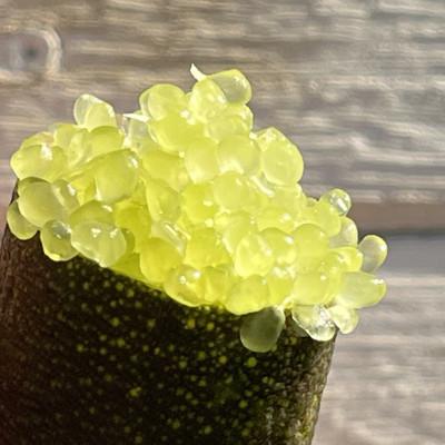 ふるさと納税 海津市 フィンガーライム果実 |  | 01