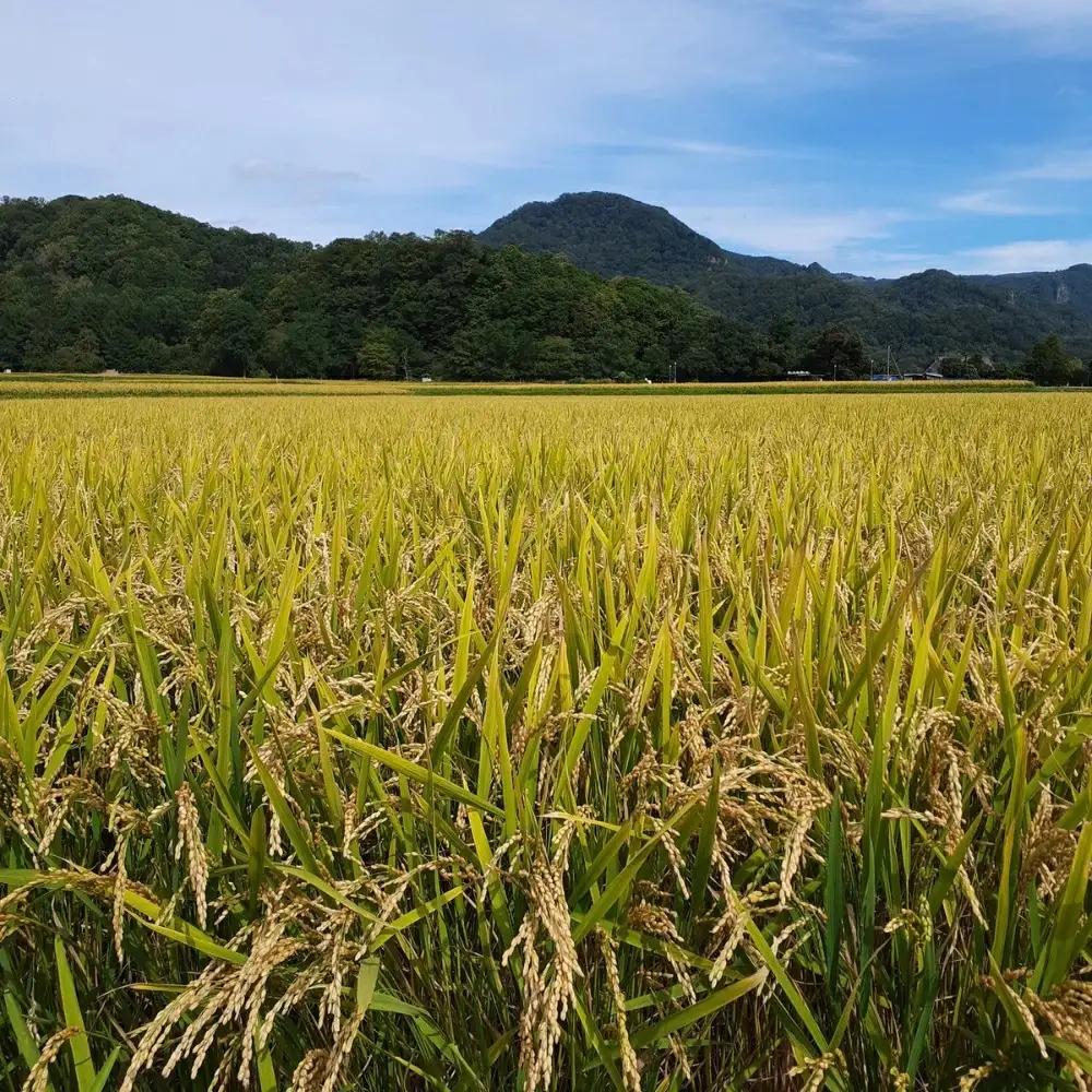 【令和7年産 6ヶ月定期配送】（精米10kg）ホクレン北海道ななつぼし（5kg×2袋） SBTD097