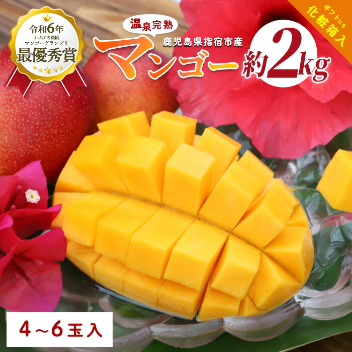 【ふるさと納税】＜先行予約 2026年7月中旬～＞ 南国指宿産 温泉完熟マンゴー 約2kg(4〜6個)化粧箱入 鹿児島 マンゴー 産地直送 高級果物 プレミアムフルーツ 完熟 温泉マンゴー お取り寄せ とろける甘さ ジューシー 夏の味覚 旬 【トロピカルフルーツ&プランツ】