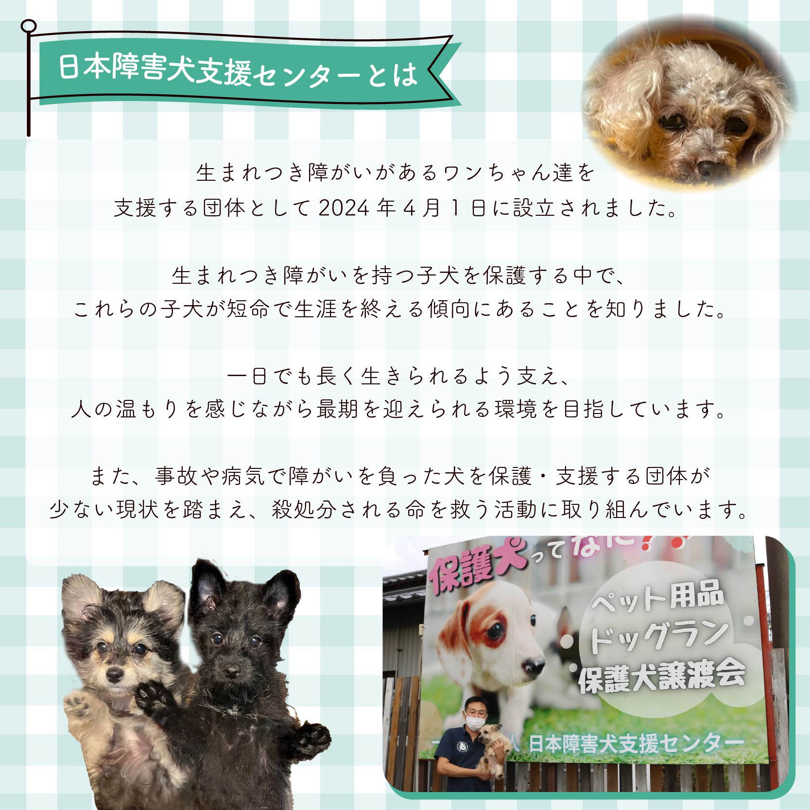 【返礼品なし】 障害犬 保護犬の支援 ラッキープラン 保護 支援 里親 譲渡 治療 餌 犬 動物愛護 藤枝市 静岡県
