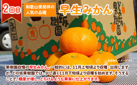 人気柑橘食べくらべ定期便 全3回 計15kg 柑橘 みかん 定期便 st-p