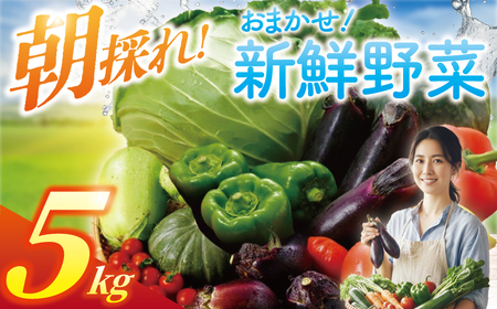 朝採れ 新鮮 野菜セット 約 5kg  農家直送
