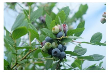 【先行予約】ジャム用冷凍ブルーベリー 1㎏ ｜ 西条ブルーベリー農園