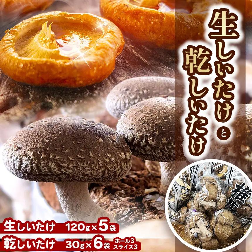 生しいたけ 120g入×5袋 ・ 乾しいたけ 30g入×6袋 ( ホール 3袋・ スライス 3袋 ) | しいたけ シイタケ 椎茸 干しいたけ セット きのこ キノコ 野菜 山菜 兵庫県 上郡町