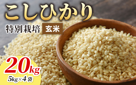 【令和7年産】こしひかり 20kg【玄米】減農薬・減化学肥料 「特別栽培米」－地球にやさしいお米－[E-003004]
