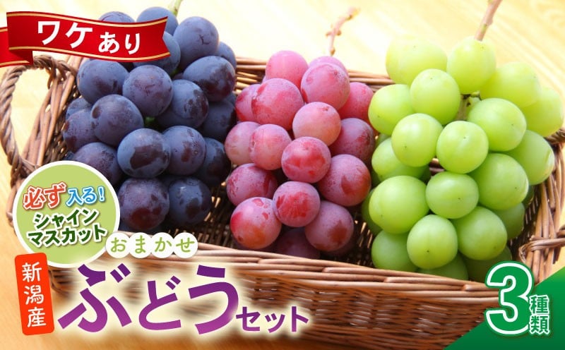 
            訳あり ぶどう セット ３種類 2025 ぶどう 詰め合わせ セット シャインマスカット ピオーネ クインニーナ 果物 くだもの フルーツ 葡萄 ブドウ ぶどう マスカット シャイン マスカット 髙橋農園 新潟県 新発田市 takahashi005
          