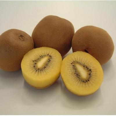 ふるさと納税 東かがわ市 さぬきゴールドキウイ　黄様(おうさま)大きなサイズ3玉化粧箱入り |  | 01