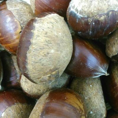 ふるさと納税 菊池市 栗　約2kg　サイズ2L〜M 【GGYパッケージ】(菊池市)