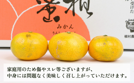 愛媛 みかん 極早生 家庭用 9kg 植村農園 温州みかん 温州 蜜柑 さっぱり 爽やか 果物 フルーツ 柑橘 農家直送 産地直送 数量限定 国産 愛媛 宇和島 B010-153001