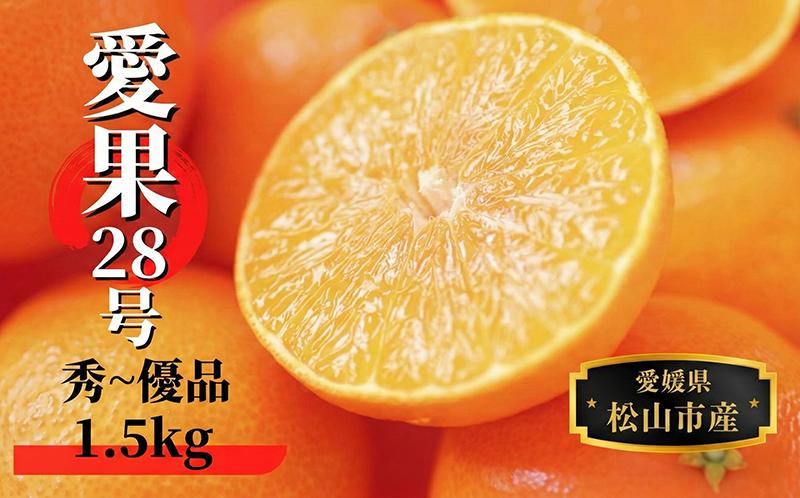 【2026年12月頃から順次発送】愛果28号 (紅まどんな と同品種)  約1.5kg 秀~優品  | 蜜柑 柑橘 果物 くだもの フルーツ お取り寄せ グルメ 期間限定 数量限定 人気 おすすめ 愛媛県 松山市
