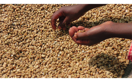 No.466-02 自家焙煎コーヒー　ジャマイカ　ブルーマウンテンNo．1　ウォシュド（粉 ドリップ）