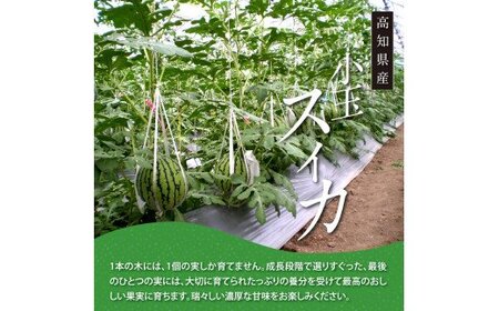 高知県産 最高級マスクメロン＆小玉スイカセット【発送期間：4月～12月（9カ月）】【1月～3月は気候温度不安定の為出荷不可となります。】 