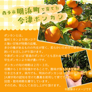 日越農園 愛媛県明浜産 今津ポンカン 5kg
