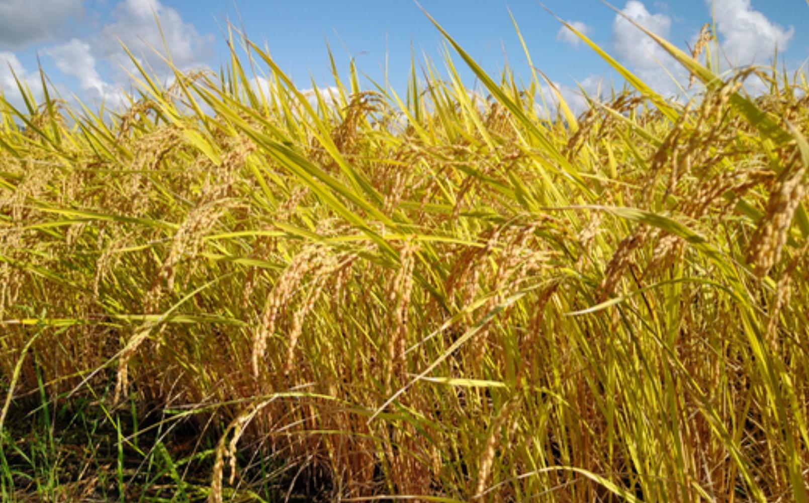 令和７年産「五つ星お米マイスター」の南魚沼塩沢産コシヒカリ　精米５kg