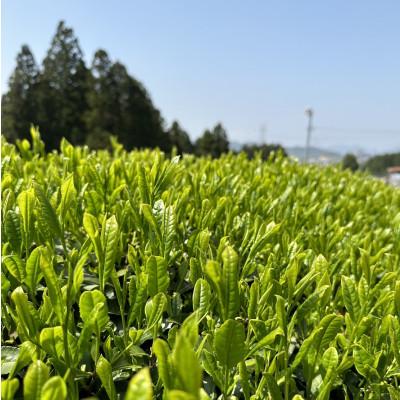 ふるさと納税 宇治田原町 【2025年先行受付】京の新茶飲み比べセット(100g×3袋) |  | 02