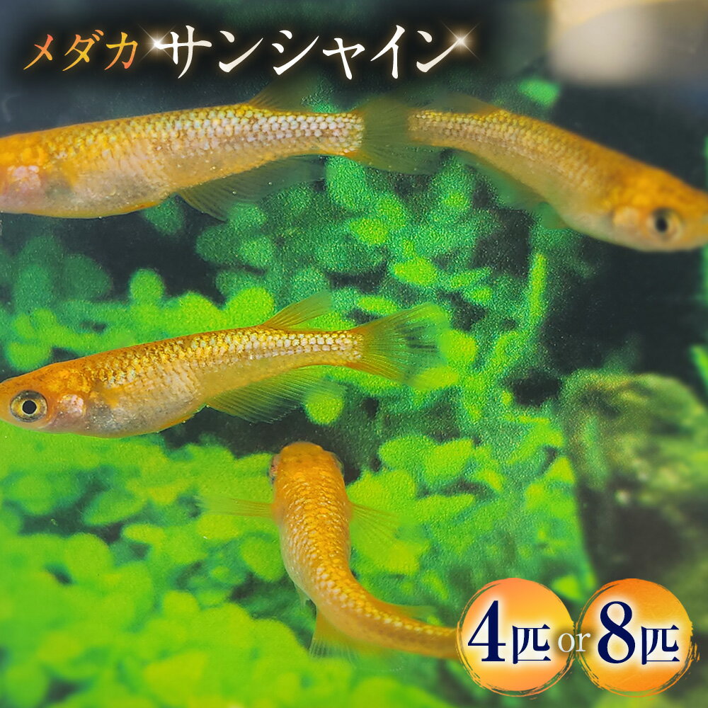 【ふるさと納税】＜選べる匹数＞メダカ【サンシャイン】 2ペア 4匹 / 4ペア 8匹 生体 メダカ めだか 観賞魚 さかな 魚 飼育 ペット 山梨県 中央市 送料無料
