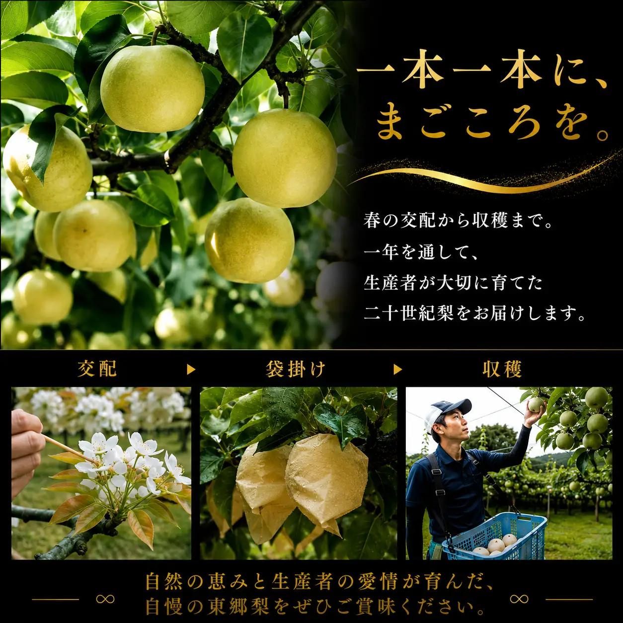 【期間限定】梨 なし 二十世紀 5kg 鳥取県 湯梨浜町 果物 フルーツ 特産品 8月中旬～9月上旬頃順次発送 先行予約 JA 東郷梨選果場 新鮮 人気 おすすめ 送料無料 選べる 内容量  くだもの