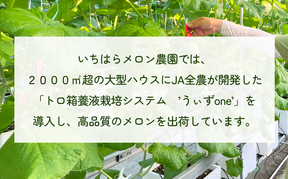 【訳あり】富山県産 アールスメロン（おまかせ計2個） 富