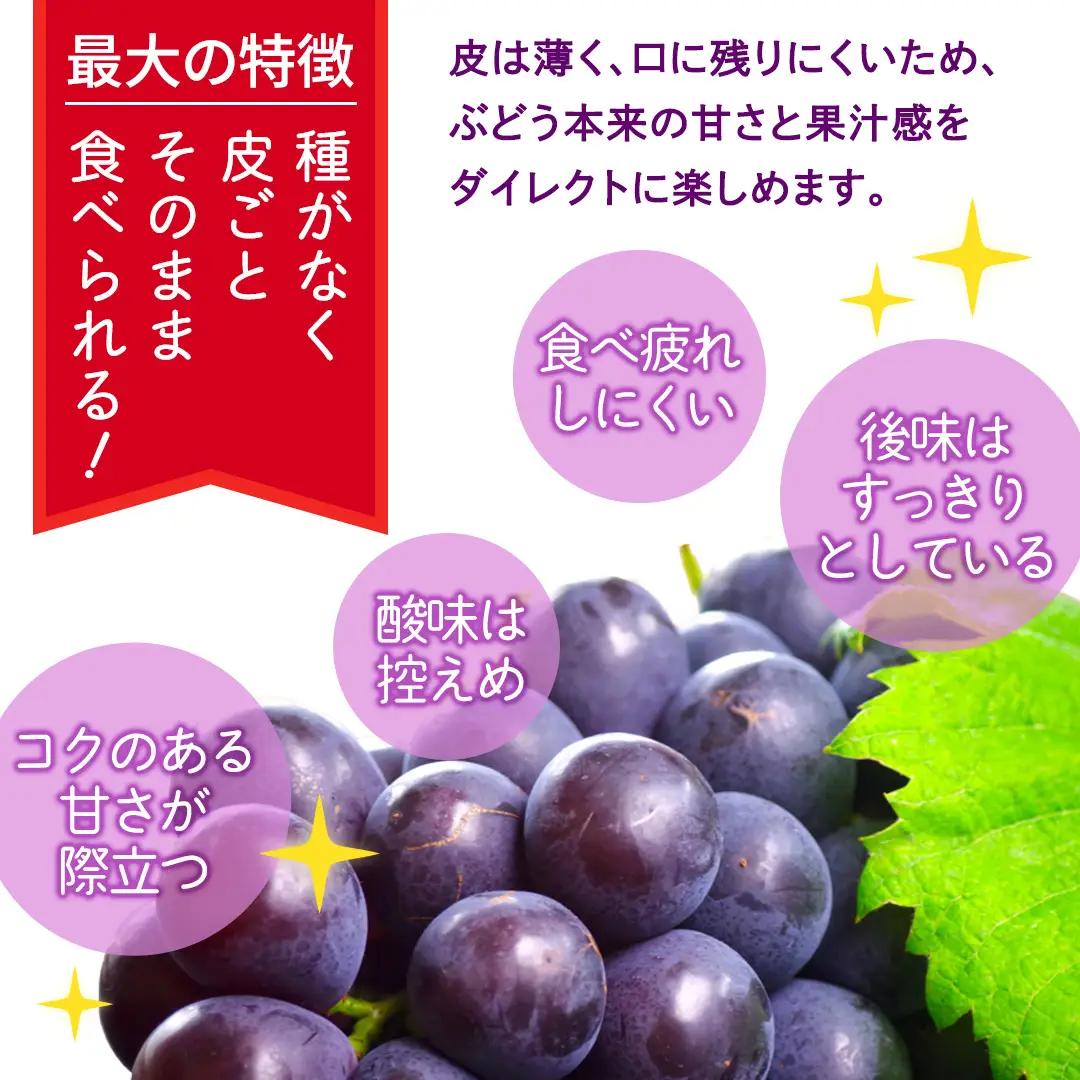 ナガノパープル 約5kg （約8～12房）【2026年9月より発送開始】（茨城県共通返礼品 [ぶどう]：結城市産）