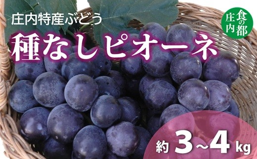 
                  食の都庄内　庄内特産ぶどう（種なしピオーネ）　※令和8年9月上旬頃～順次配送
                