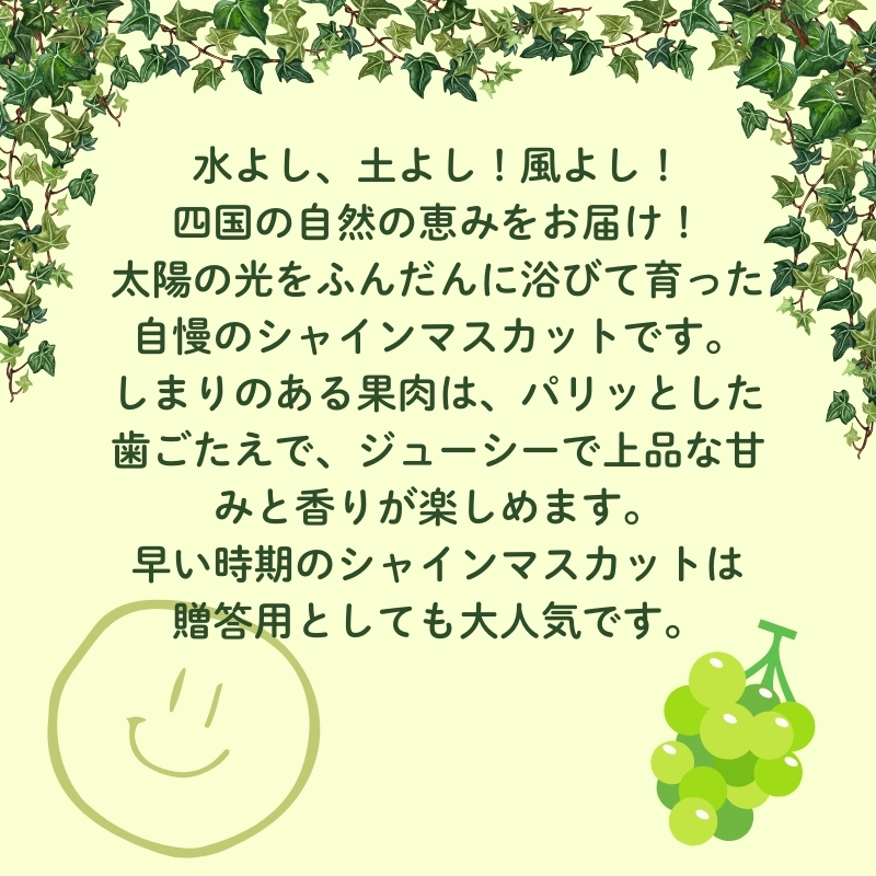 ハウス育ち シャインマスカット約１kg　2房化粧箱入り 果物