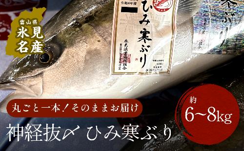 ＜先行予約＞ひみ寒ぶり朝どれ1本【6～8kg】（神経抜〆）【半七】※配送地域限定