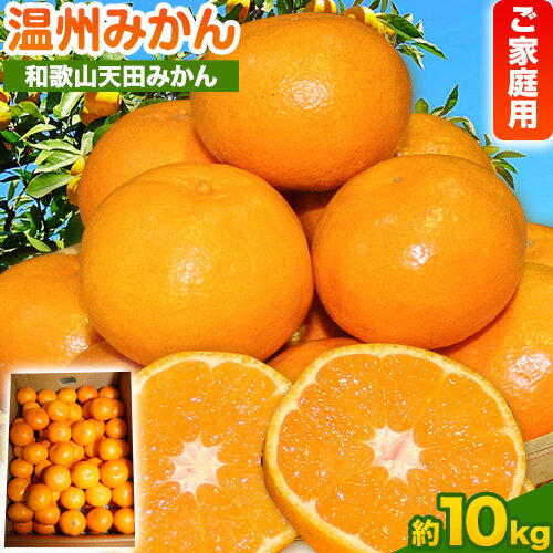 【ふるさと納税】濃厚温州みかん ご家庭用 約10kg 和歌山天田みかん 北村農園 《11月下旬-1月中旬頃より出荷予定》和歌山県 日高町 送料無料 みかん 蜜柑 柑橘 果物