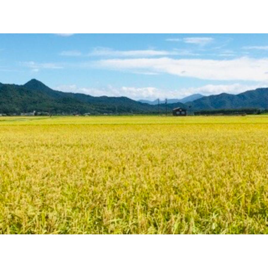 新潟岩船産ゆうだい21　5kg　定期便3ヶ月