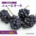 【ふるさと納税】ぶどう 2025年 先行予約 ニュー ピオーネ 4房（1房480g以上）約2kg ブドウ 葡萄 岡山県産 国産 フルーツ 果物 ギフト　 果物 フルーツ 甘みが強い 酸味 皮離れがいい 大粒 食べ応え 　お届け：2025年8月下旬～2025年10月上旬