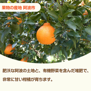 【みかん】 先行予約 訳あり みかん 3kg 小原紅早生 蜜柑 【蜜柑】