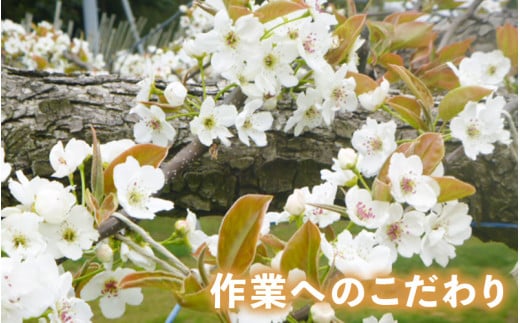 【先行予約】上野梨園の新興梨 8～12玉入 約5kg  4L～6L【秀品】《数量限定》梨園直送！ / 期間限定 果物 フルーツ 農家直送 シャキシャキ もぎたて 旬 お取り寄せ ※2026年10月上旬