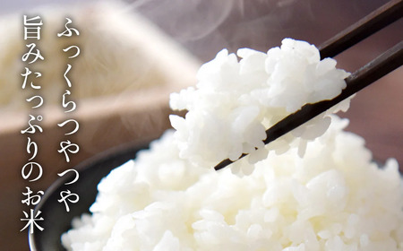 【令和7年産】米 定期便 丹波篠山産コシヒカリ〈 精米 5kg × 12回 〉計60kg 米 定期便 [SUBSC-DP10]