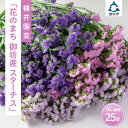 【ふるさと納税】和歌山県御坊市直送　スターチス　切り花　25本