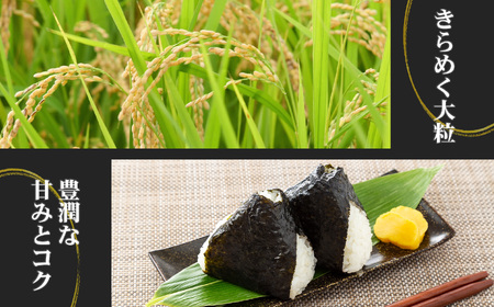 新潟産新之助 5kg《令和7年産》 【しんのすけ 農家直送 糸魚川 令和7年産 2025年産 米どころ新潟 米作りのプロ 地元農家 JA 自信作！ 美味しい 農家自慢 お米 白米 おにぎり お弁当 新