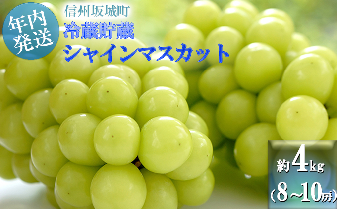 【11・12月発送】冬に味わう！冷蔵貯蔵シャインマスカット 約4kg (8～10房) 長野 信州 坂城 冷蔵シャイン 産地直送 宮原農園　 年内発送