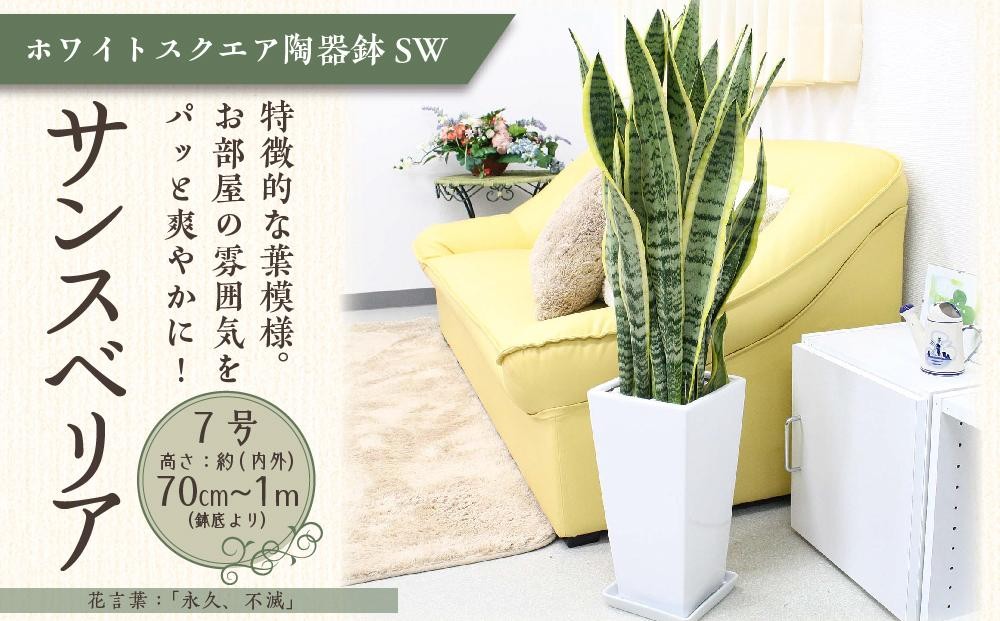 
            サンスベリア 7号 ホワイトスクエア陶器鉢SW 高さ：約70cm～1m 【観葉植物 植物 サンスベリア 7号 鉢付 インテリア 部屋 室内 オフィス 癒し エコ グリーン マイナスイオン リラックス オシャレ おしゃれ ギフト プレゼント 贈り物 人気 おすすめ  福岡県筑前町 送料無料 AG002】
          
