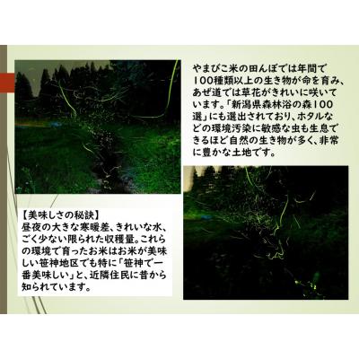 ふるさと納税 阿賀野市 【令和7年産先行受付】農家直送!玄米黒酢農法コシヒカリ「やまびこ米」2kg(白米) |  | 02