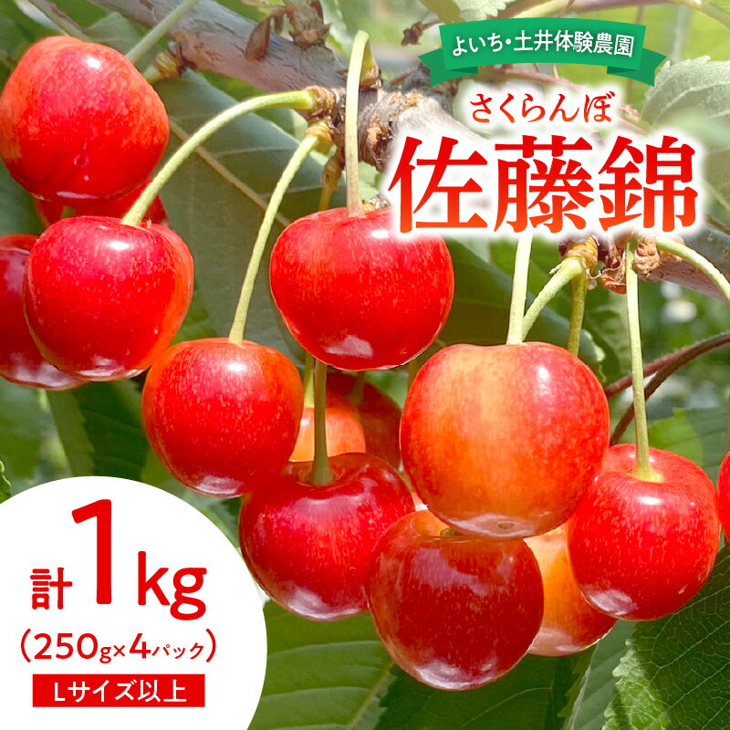 【ふるさと納税】【先行予約：2025年6月下旬以降発送】さくらんぼ【佐藤錦】1kg 冷蔵 スイーツ サクランボ ゼリー ジュース コンポート シャーベット ロールケーキ パウンドケーキ タルト フルーツ さくらんぼ餅 北海道 余市町