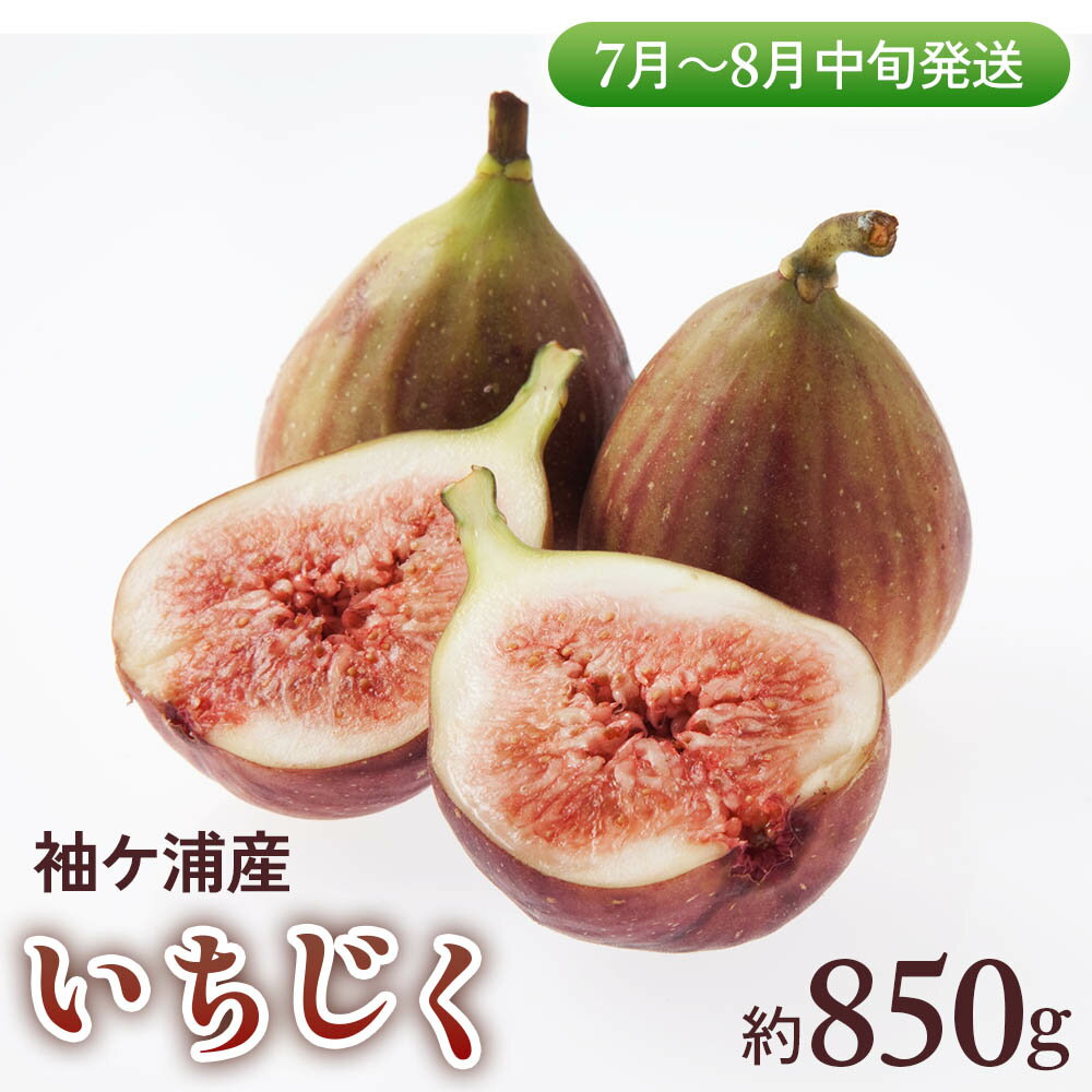 【ふるさと納税】袖ケ浦産いちじく 約850g《7月上旬から8月中旬発送》グリーンファーム三基｜直送 果物 くだもの フルーツ スイーツ イチジク 袖ケ浦 房総 千葉 [0391]
