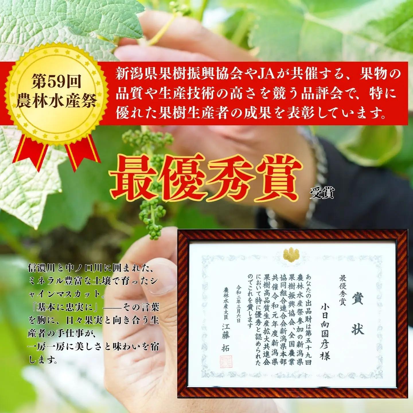 ＊先行予約＊　シャインマスカット 小房詰め合わせパック 約600g×3 約1.8kg [2026年発送分] 令和8年 シャインマスカット 新潟県三条市 果物 こひなた果樹園]