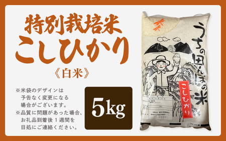 【先行予約】【令和7年産・新米】特別栽培米 こしひかり 5kg【白米】【10月中旬前後より順次発送予定】【こめ コシヒカリ 人気品種 ブランド米 5キロ 白米 精米 玄米 おにぎり うまい 福井県ブラ