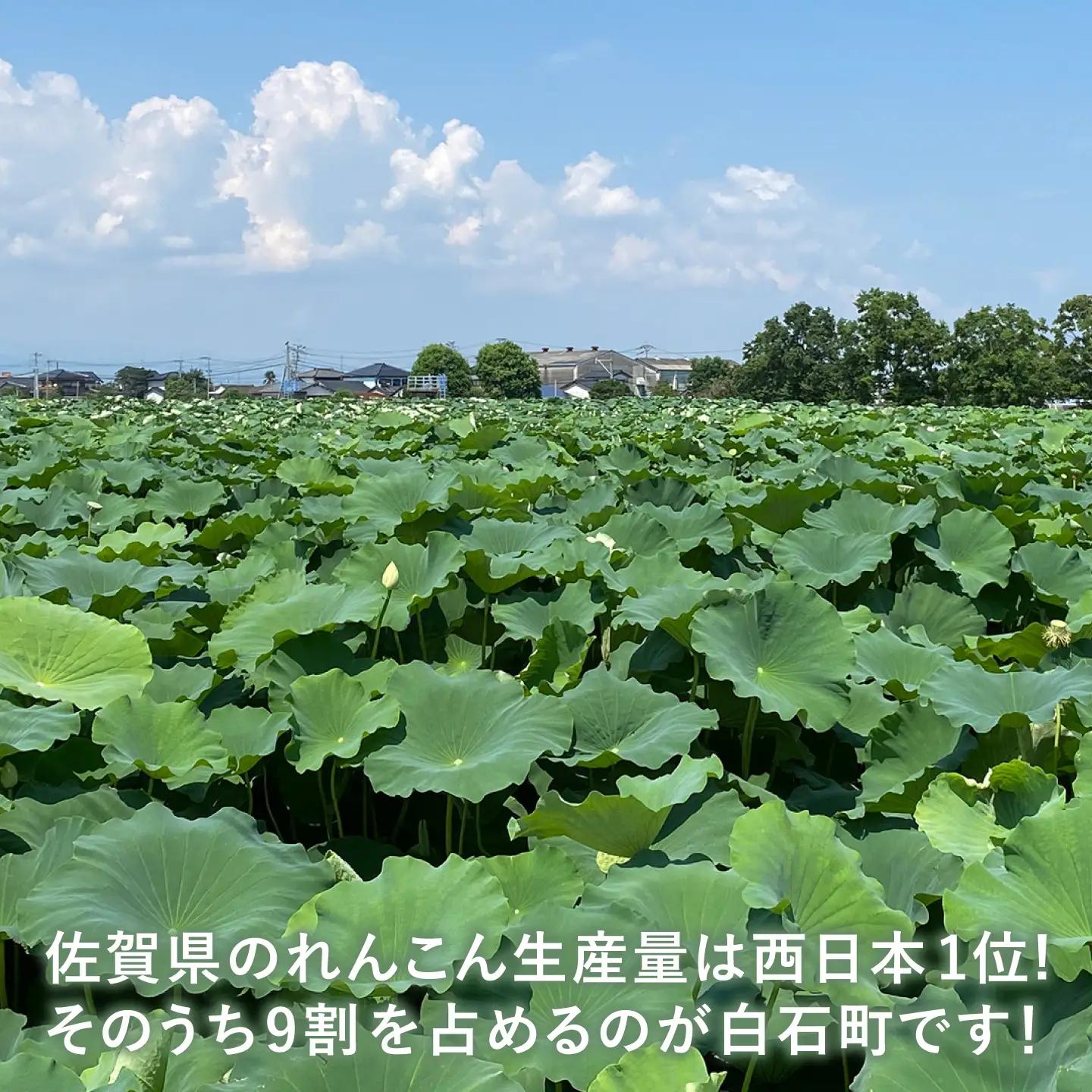 【先行予約 2026年9月～発送】白石れんこん 約3kg / れんこん [ICT001]