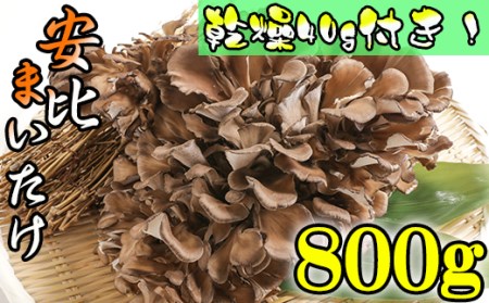 生まいたけ 丸ごと一株 約800g・乾燥まいたけ 20g×2 【安比まいたけ】 ／ 生 まいたけ 舞茸 マイタケ 乾燥 ドライ セット きのこ 国産 岩手県産 乾燥 干し舞茸 出汁 だし 天ぷら てんぷら 味噌汁 みそ汁 煮物 炊込みご飯 お吸い物 パスタ 産地直送 おすすめ