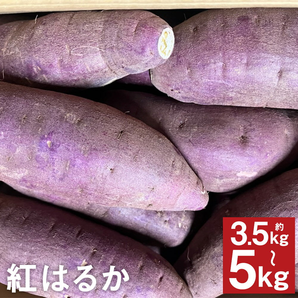 【ふるさと納税】紅はるか 約3.5kg（5〜25個）/ 約5kg（9〜38個） 選べる内容量 サイズミックス おまかせ さつまいも 芋 野菜 菊池市産 熊本県産 九州産 送料無料【2024年11月下旬〜2025年4月上旬に順次発送予定】