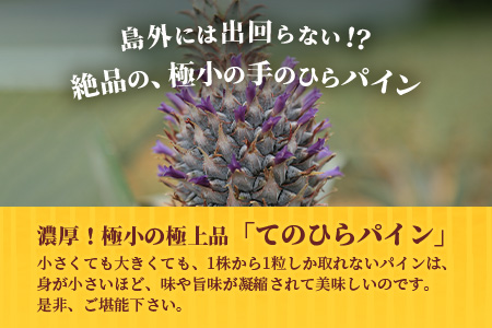 【先行受付】希少！濃厚！「枝元完熟・てのひらジュワリーパイン」2024年6月～8月順次発送 OI-5