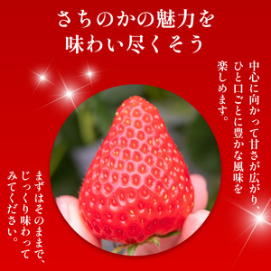 いちご 1kg さちのか 苺 