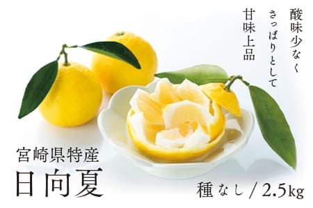 【先行予約/期間限定】初春の旬「日向夏」種なし 2.5kg / 宮崎県産 綾町産 日向夏 種無し 柑橘 日向夏 プレゼント ギフト 贈答 果物 フルーツ 日向夏