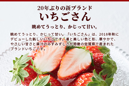 【予約受付】 佐賀県産いちご 「いちごさん」 約240ｇ×4パック B-465