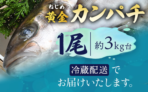 【着日指定可】<2026年7月～9月配送不可> 鹿児島県 ねじめ黄金カンパチ 1尾 約3.0kg台 (3.0～3.9kg) JF-501 | 魚 直送 養殖 根占 さかな かんぱち 漁師 刺身 寿司 